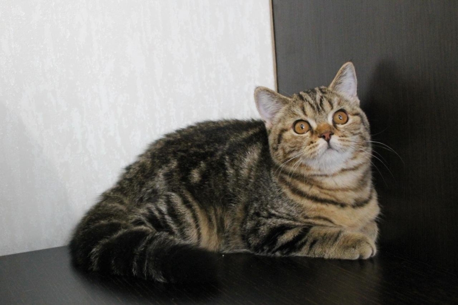 Скоттиш страйт мраморный черный