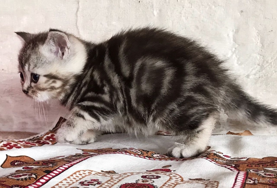 Скоттиш страйт кот мраморный