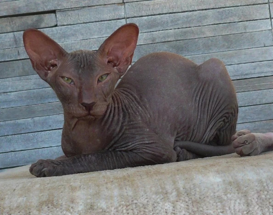 Коты сфинксы фото разновидности