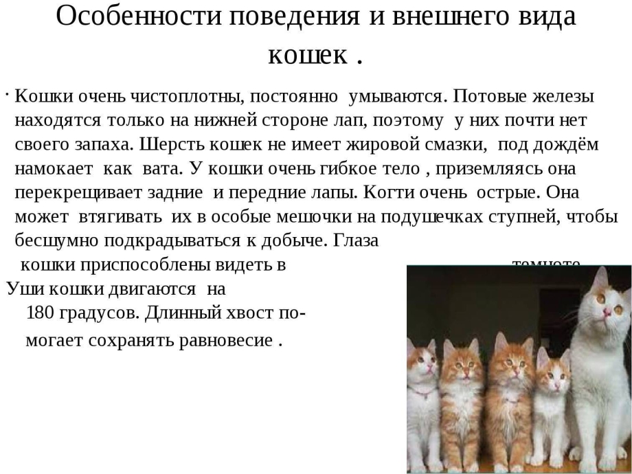 Характеристика кошки