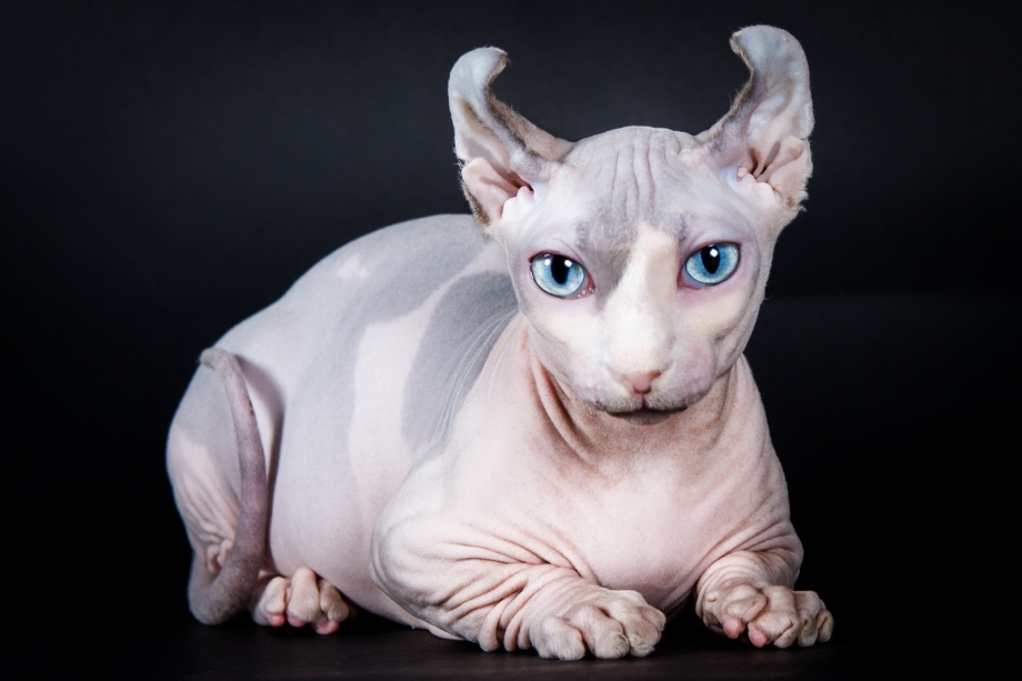 Сфинкс кошка цена