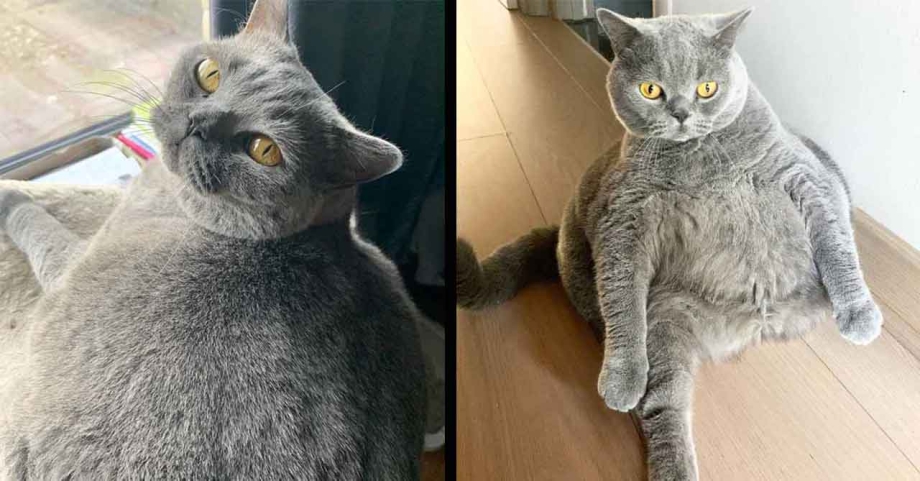 Породы котов с описанием