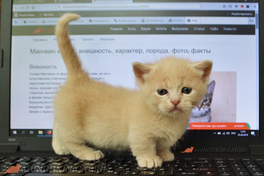 Степной кот Felis Libyca (Forster, 1780)