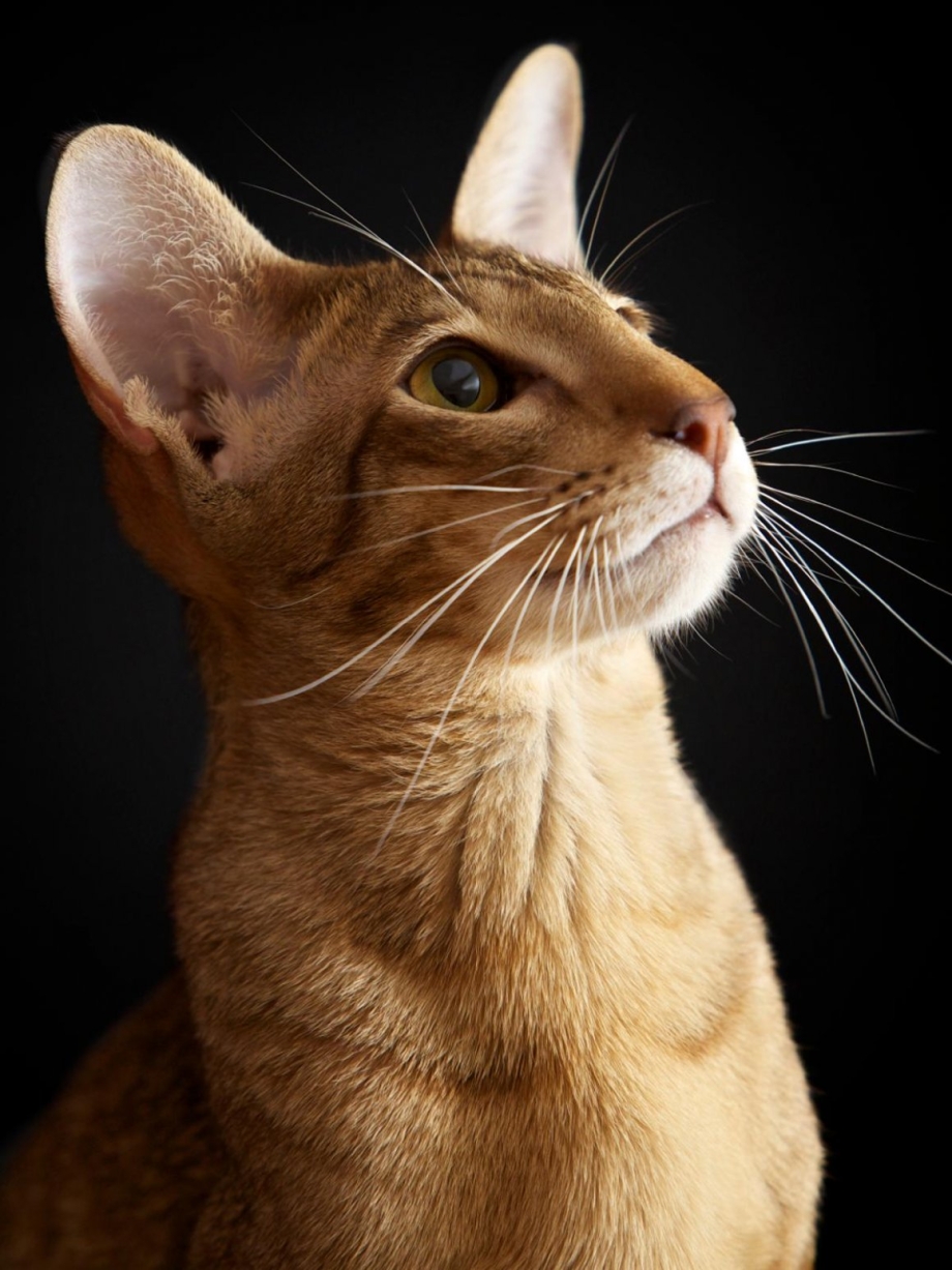 Степная кошка (Felis Libyca)