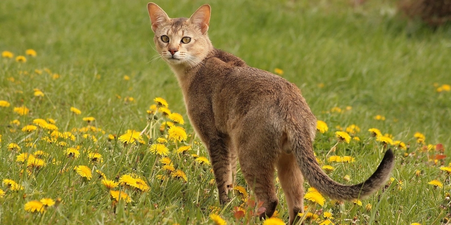 Кот породы абиссинец