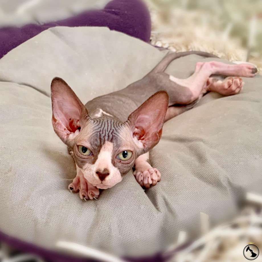 Frednotcat Инстаграмм