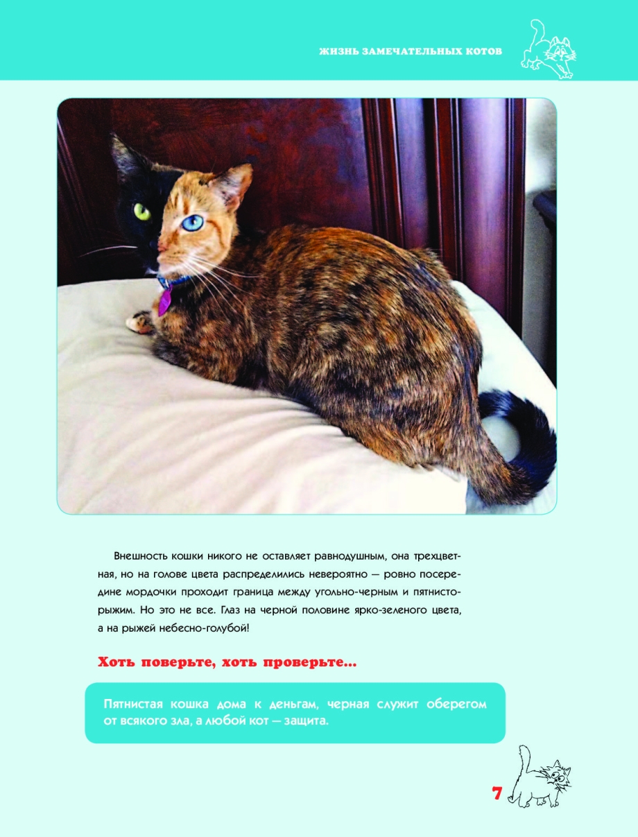 Книга жизнь замечательных котов