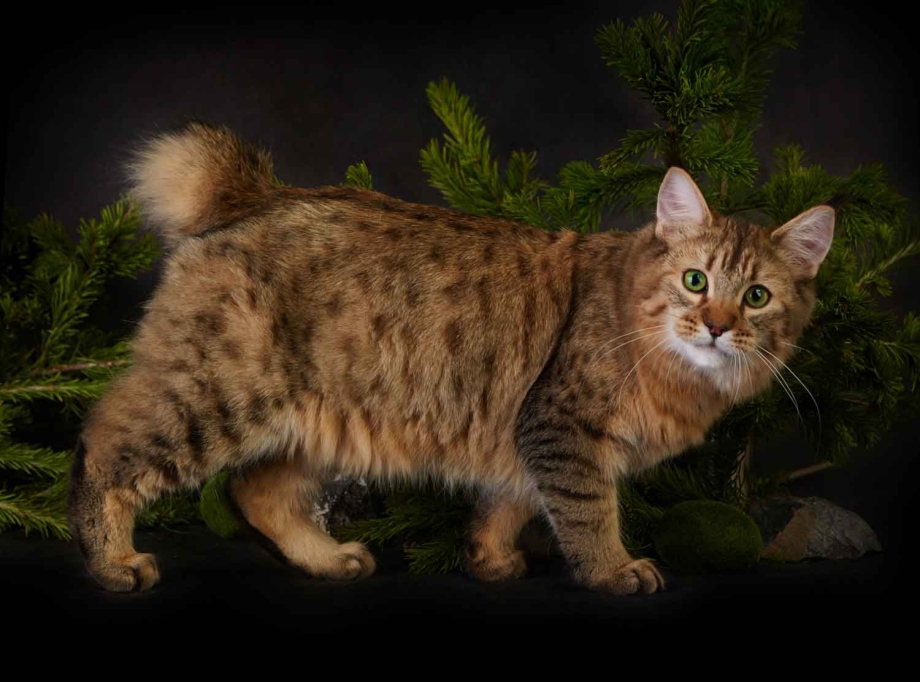 Сингапурская кошка