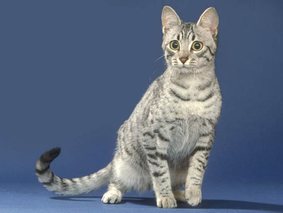 Милые американские короткошерстные кошки
