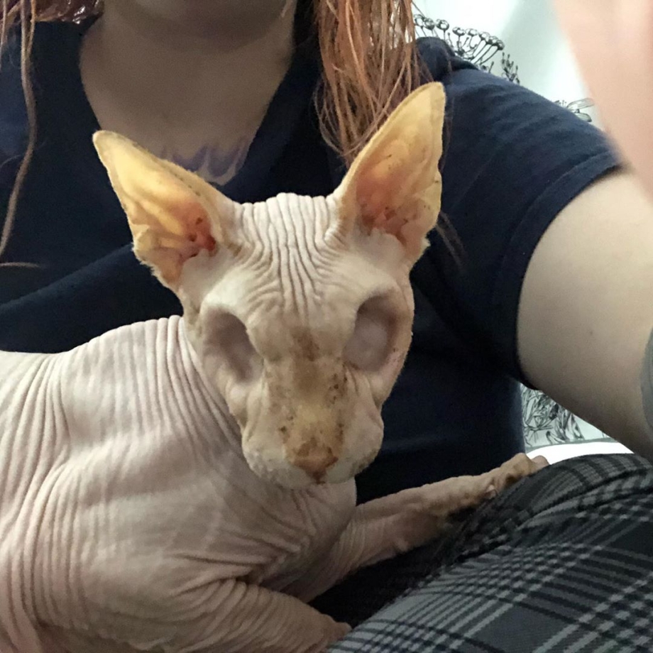 Кот Тоби с обвисшей кожей