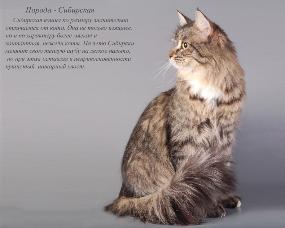 Кошки породы Сингапура