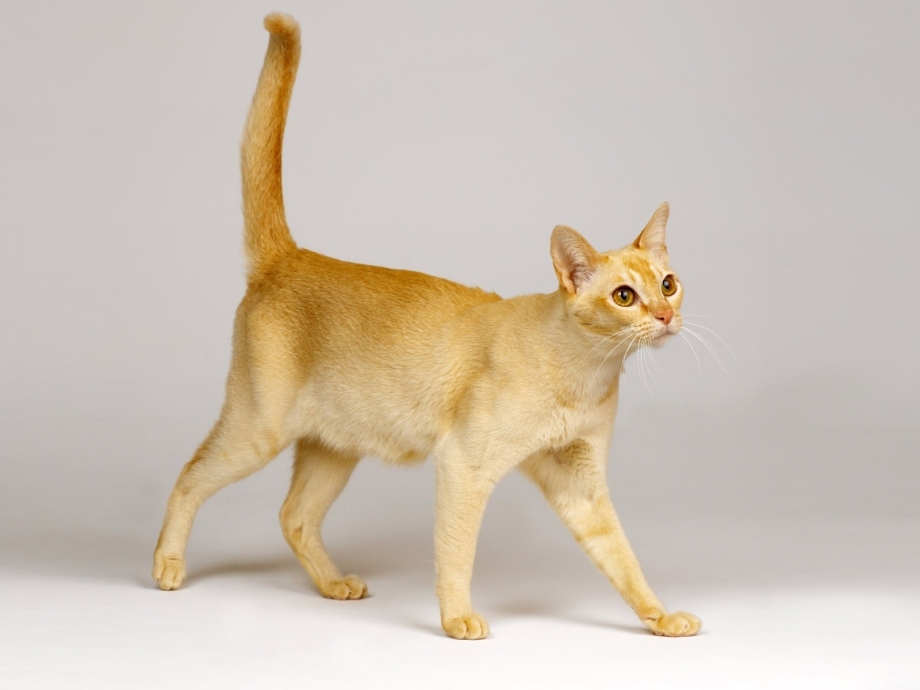 Скоттиш шартрез