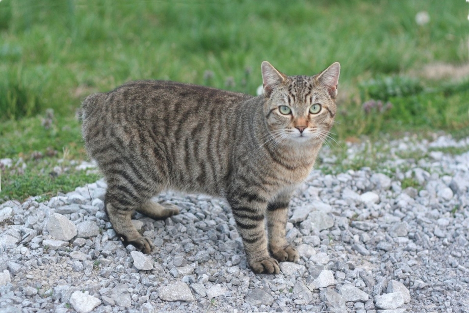 Кошка Корат и русская голубая