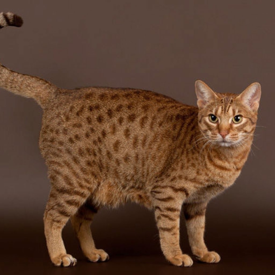 Котята европейской короткошерстной