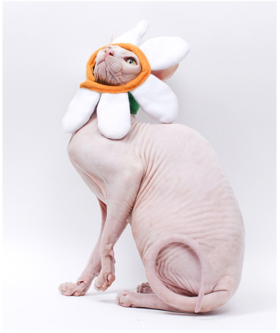 Костюмы для лысых кошек