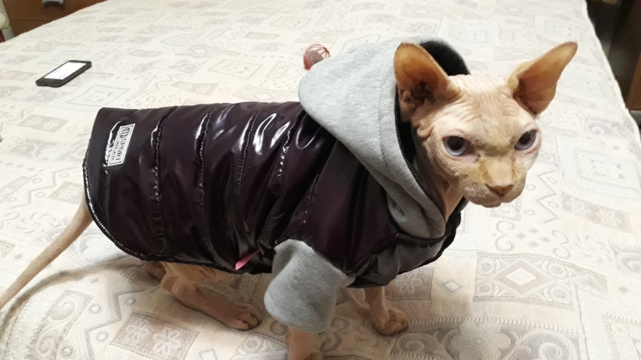 Одежда для лысых котов