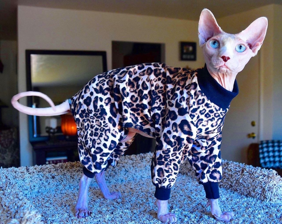 Костюмы для лысых кошек