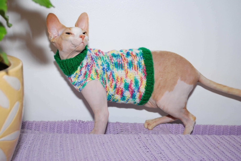 Кофта для лысой кошки