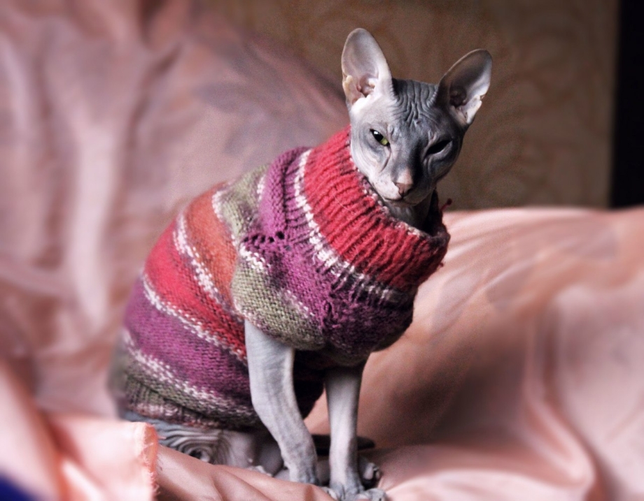 Сфинкс кот