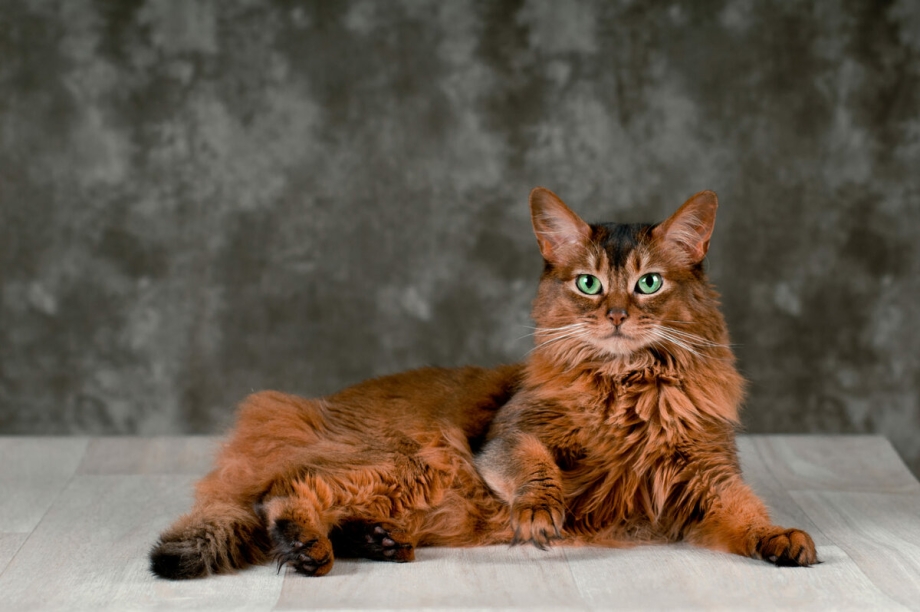 Сомалийская кошка котята