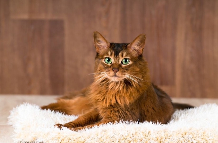 Сомалийская кошка котята
