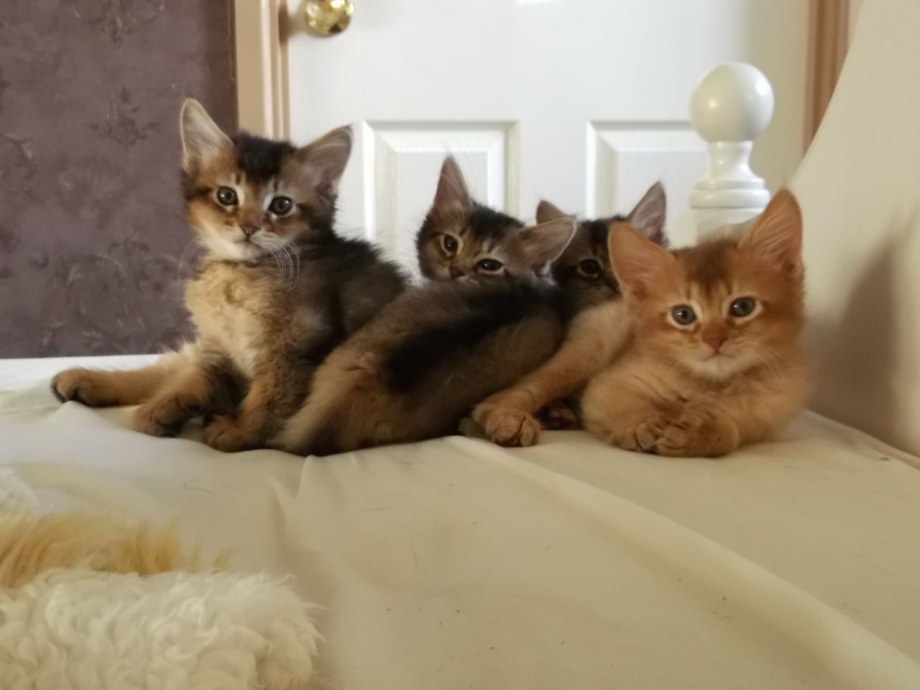 Кошки маленькие породистые