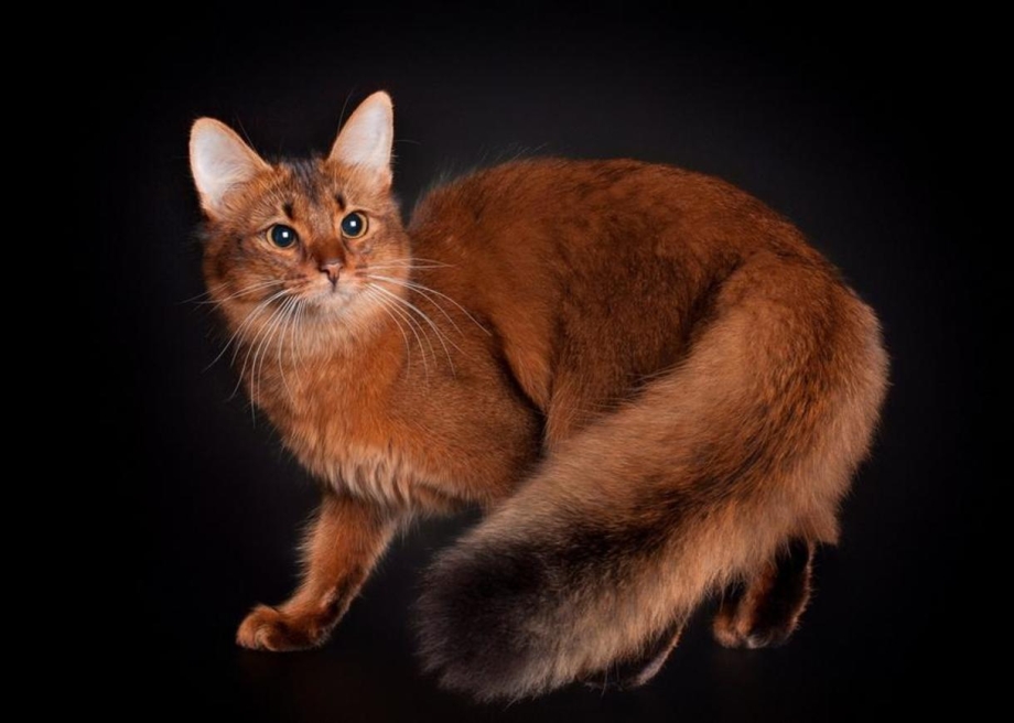 Сомалийская кошка