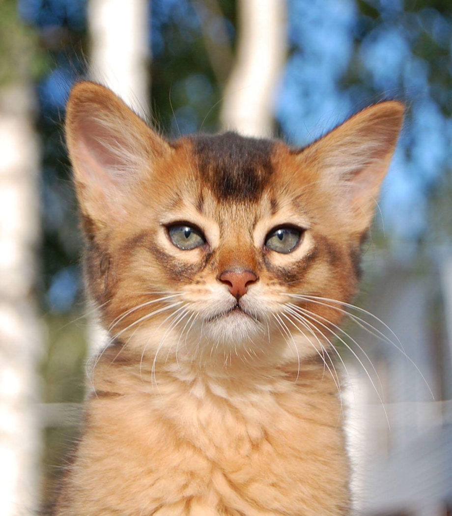 Сомалийская кошка
