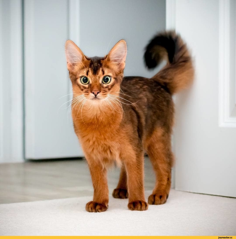 Абиссинская и Сомалийская кошка