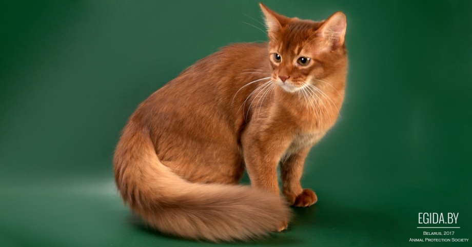 Сомалийская кошка соррель