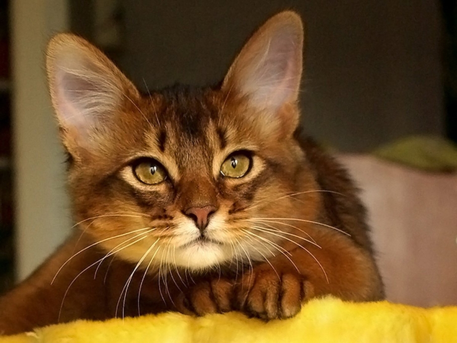 Кошка вылизывает котенка