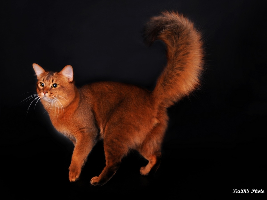 Сомалийская кошка