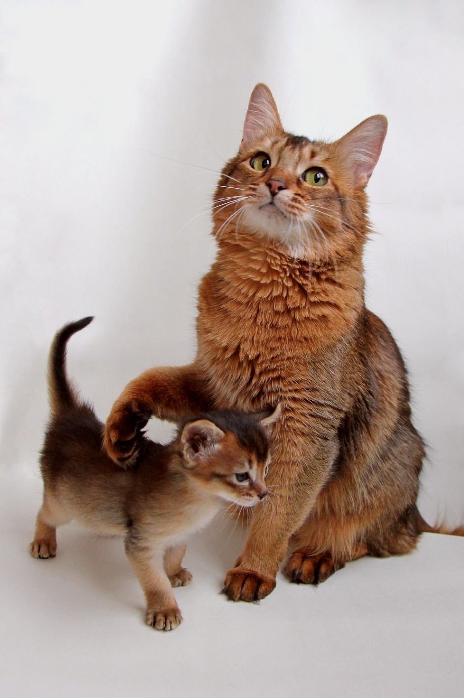 Сомалийская кошка