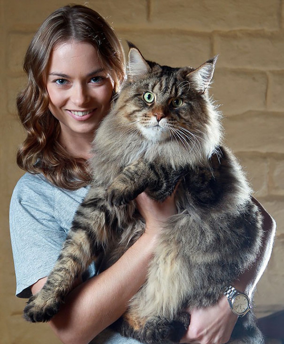 Кот Мейн кун