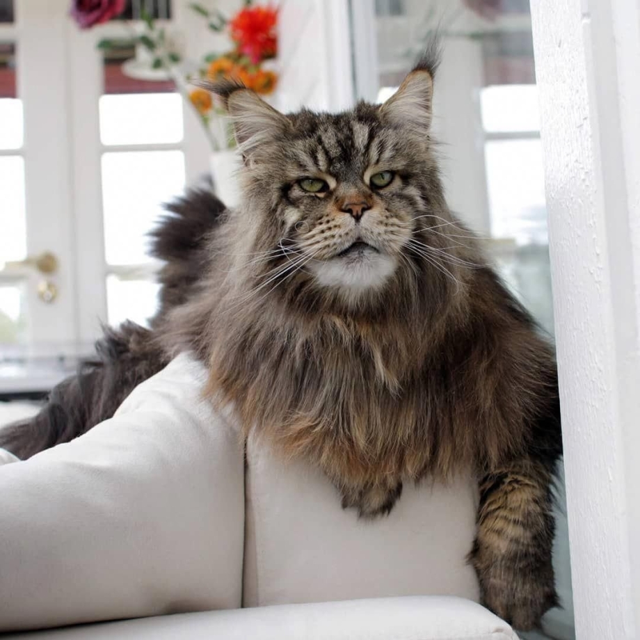 Гигантский кот Мейн кун