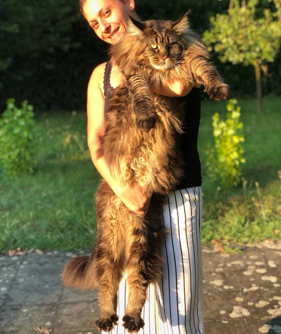 Мейн кун баривель