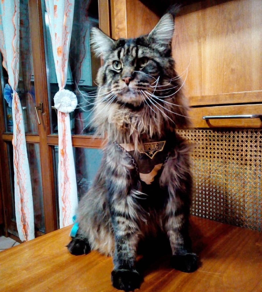 Австралийский Мейн кун