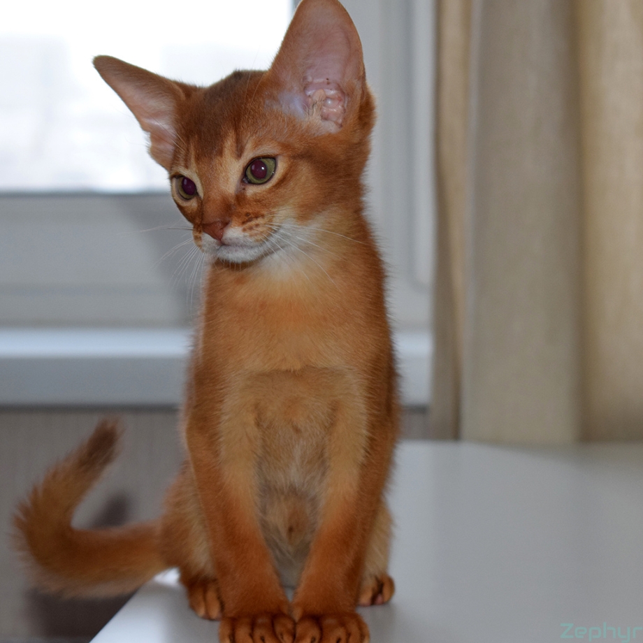 Абиссинец соррель кот
