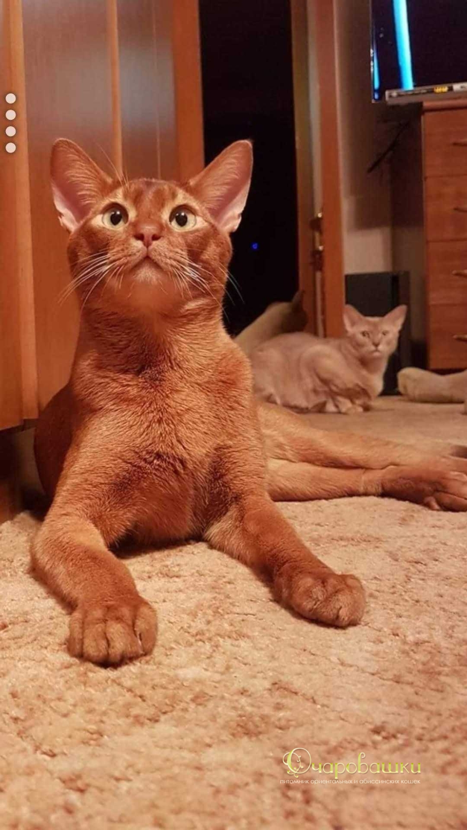 Абиссинские коты Сорель