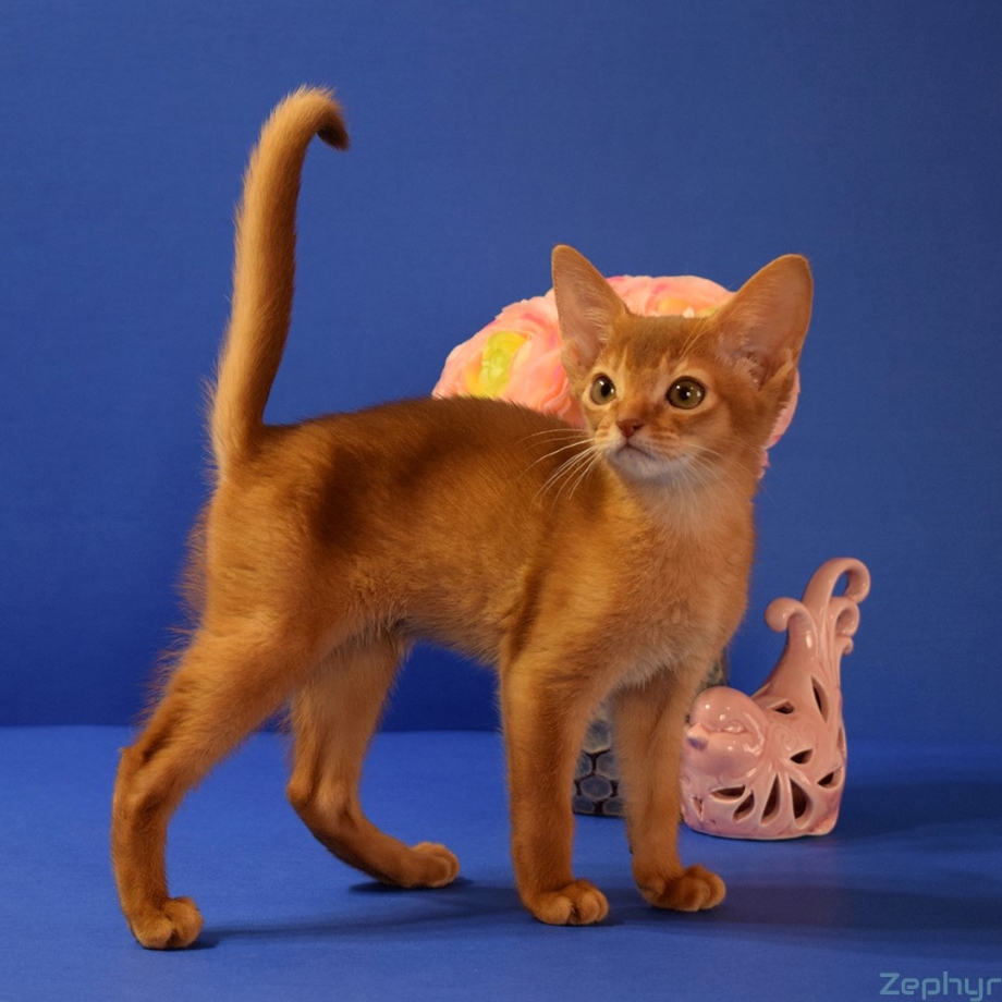 Котенок абиссинец Сорель
