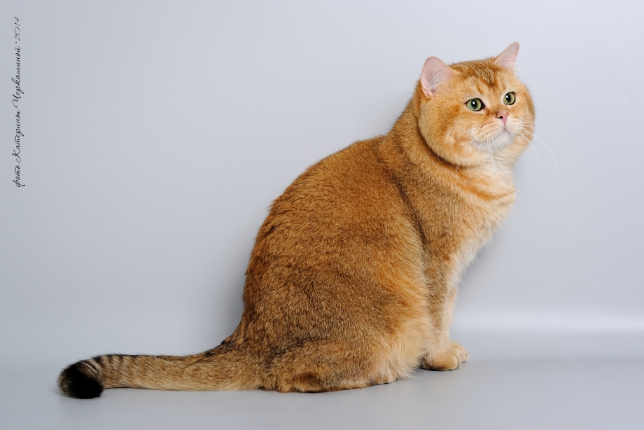 Шотландская короткошерстная Золотая шиншилла