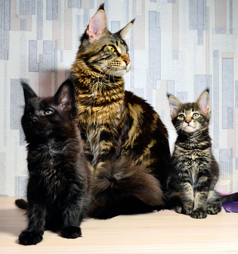 Котята Мейн кун