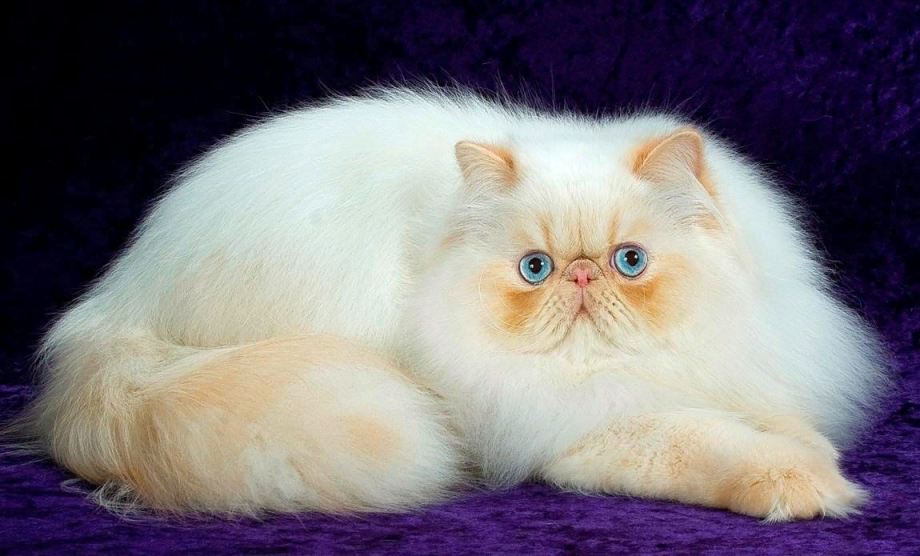 Персидский экзот длинношерстный