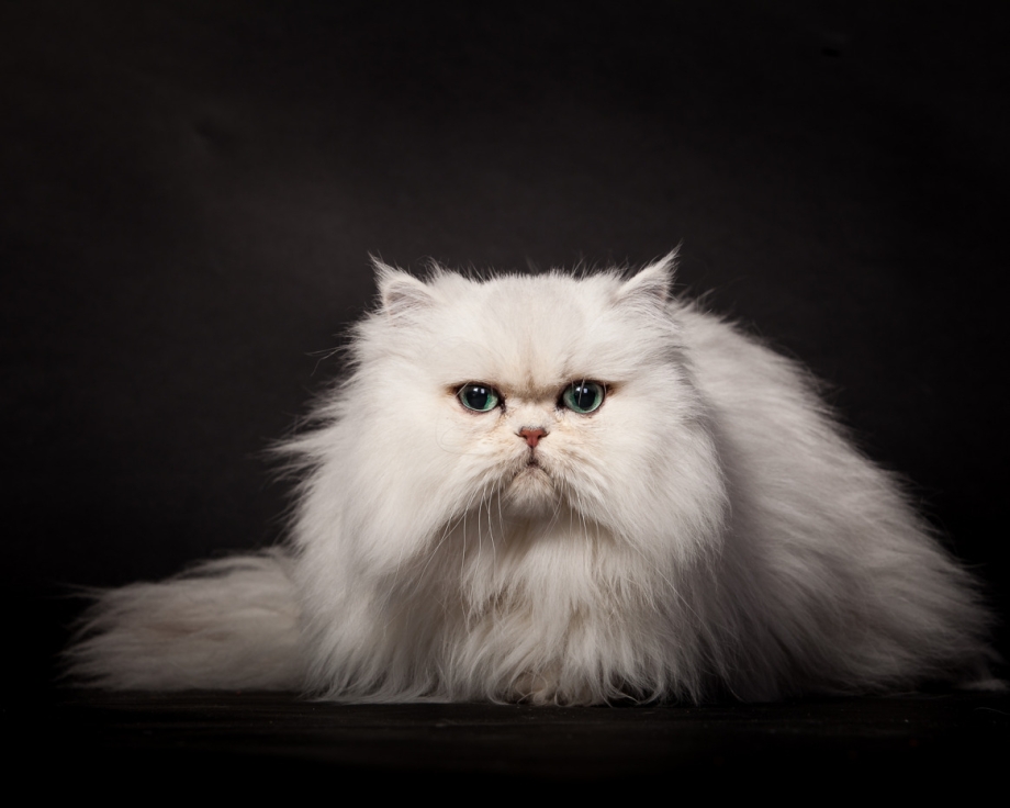 Сибирский персидский кот