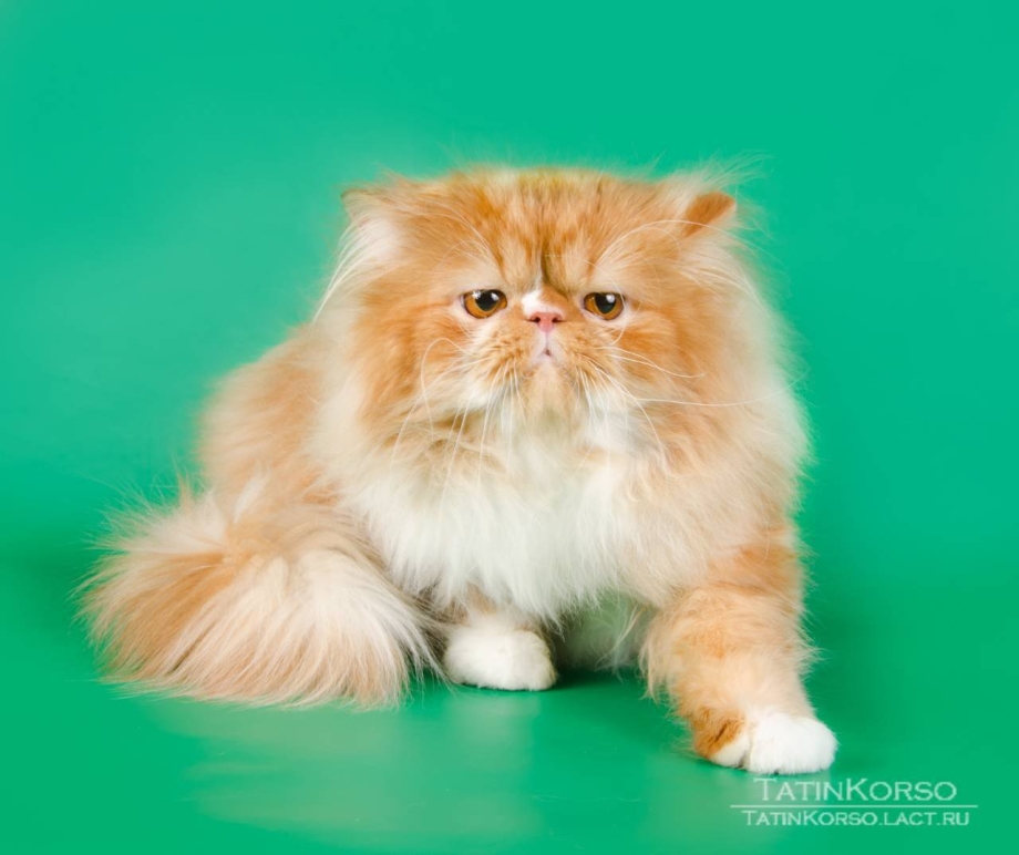 Персидская кошка классическая