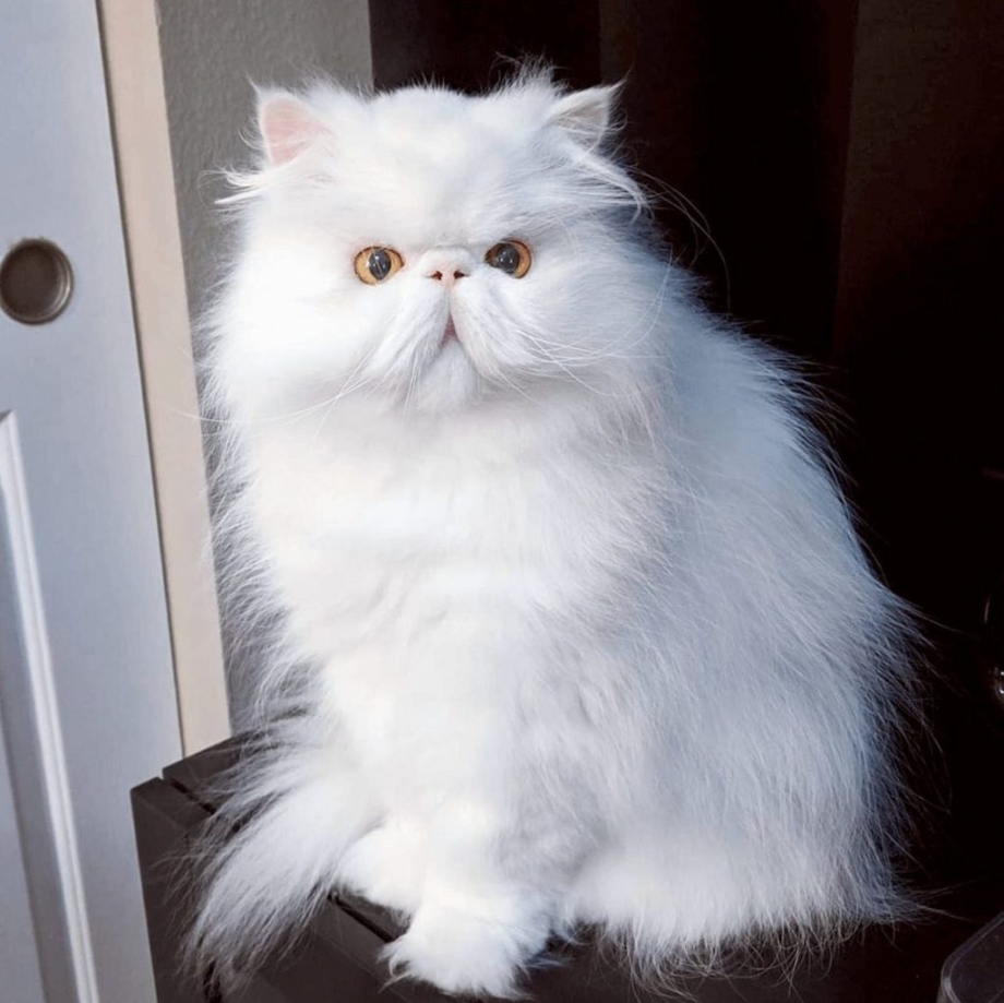 Персидский кот