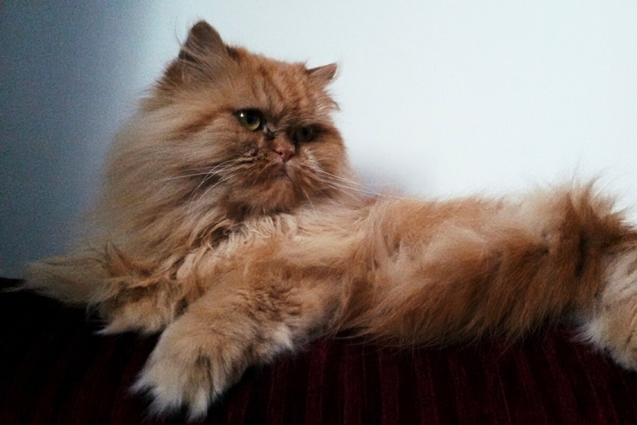 Персидский кот классический