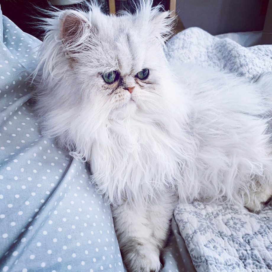 Персидская кошка умная