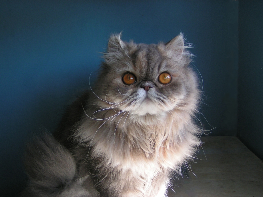 Персидская кошка классическая