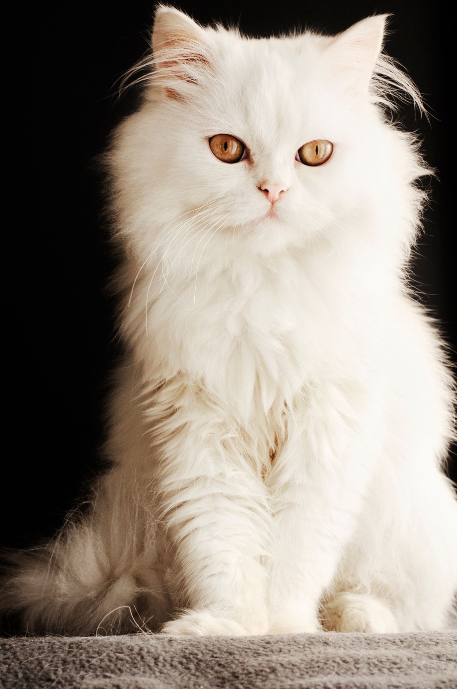 Рыжий персидский кот
